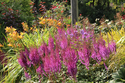 Astilbe chinensis 'Brokat'