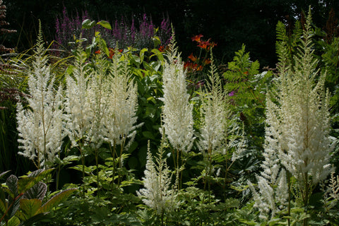 Astilbe chinensis 'Diamonds and Pearls'