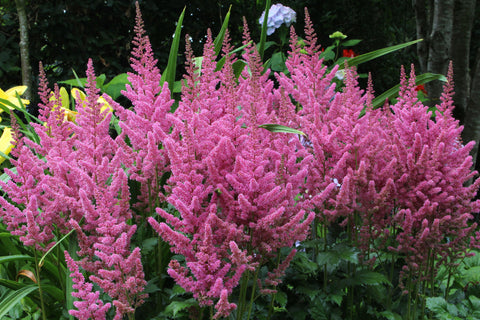 Astilbe chinensis 'Vision in Pink'