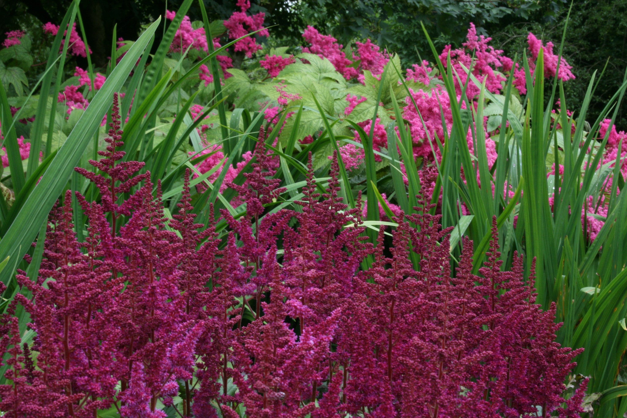 Astilbe chinensis 'Vision in Red' Ballyrobert Gardens