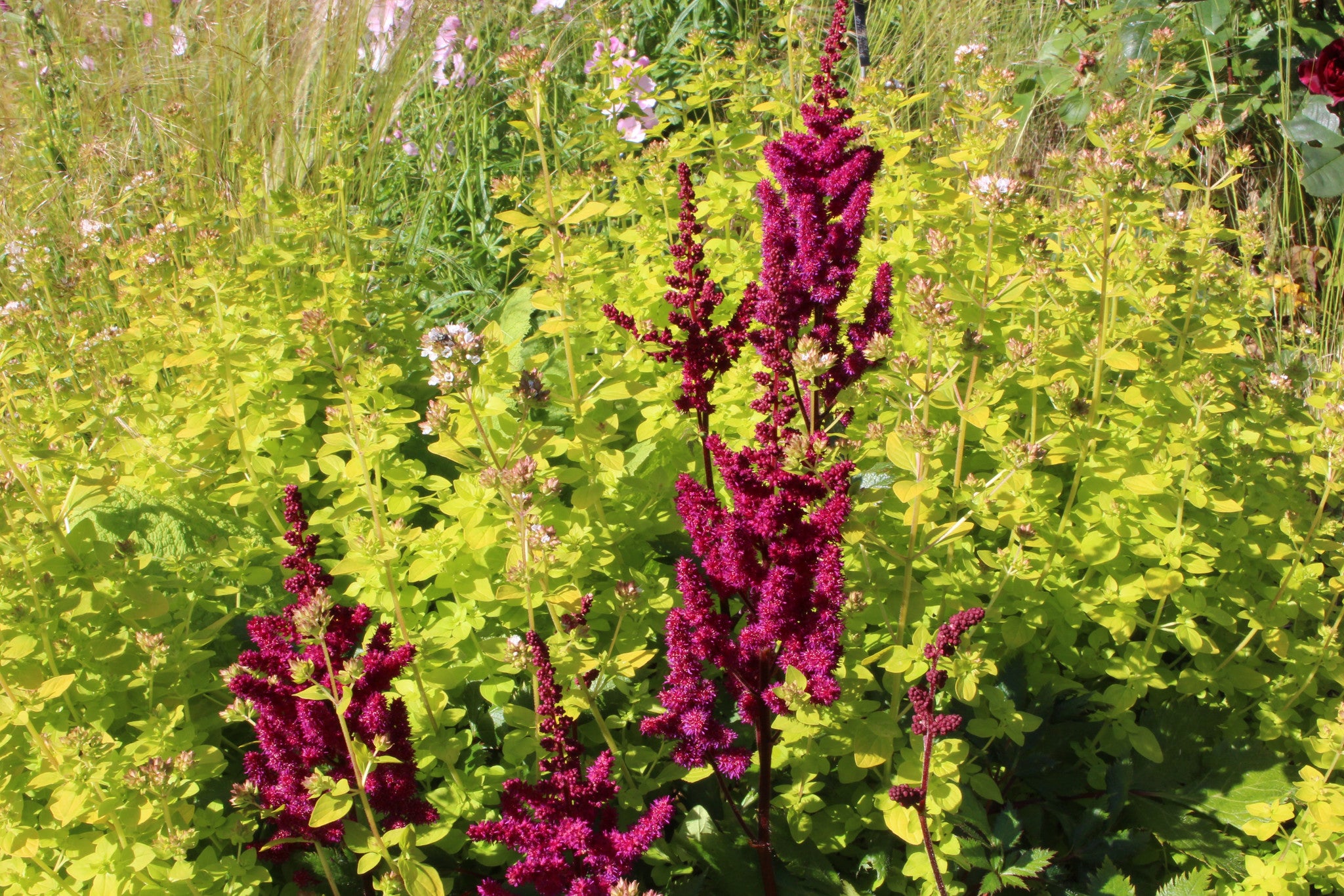 Astilbe chinensis 'Vision in Red' Ballyrobert Gardens