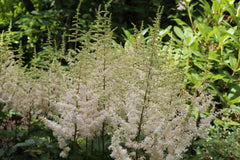 Astilbe chinensis 'Vision in White'