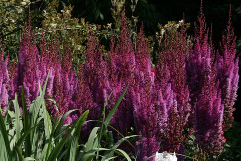 Astilbe chinensis var. taquetii 'Purpurlanze'