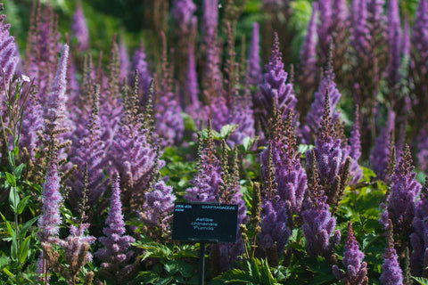 Astilbe chinensis var. pumila