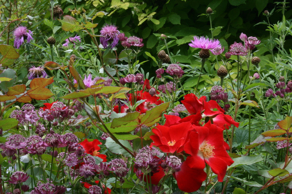 Astrantia 'Hadspen Blood' Ballyrobert Gardens