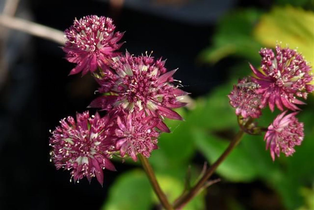 Astrantia 'Ruby Star' – Ballyrobert Gardens - Main Image