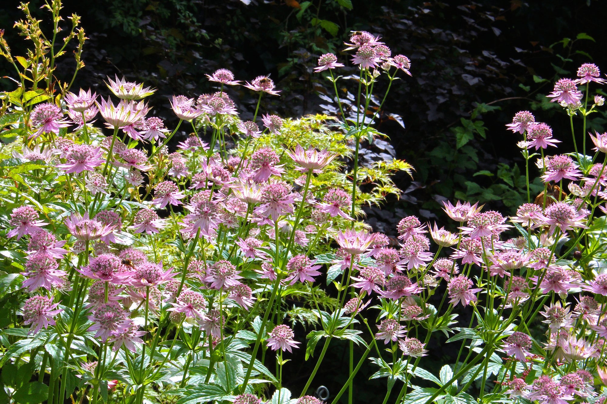 astrantia-major-florence-ballyrobert-gardens