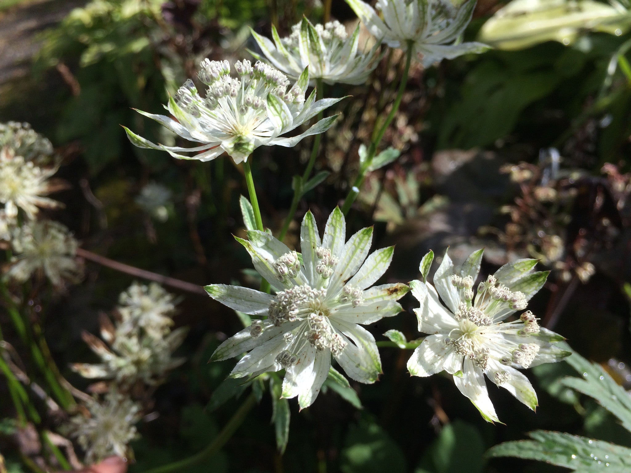 Astrantia major subsp. involucrata 'Shaggy' Ballyrobert Gardens