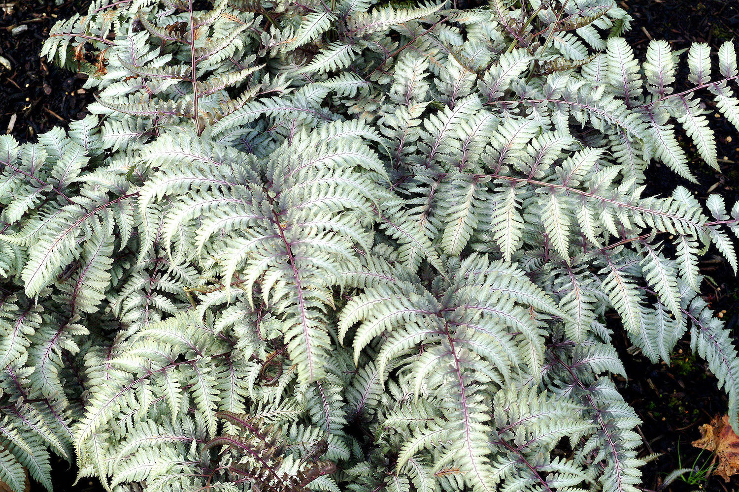 Athyrium niponicum var. pictum 'Silver Falls' Ballyrobert Gardens