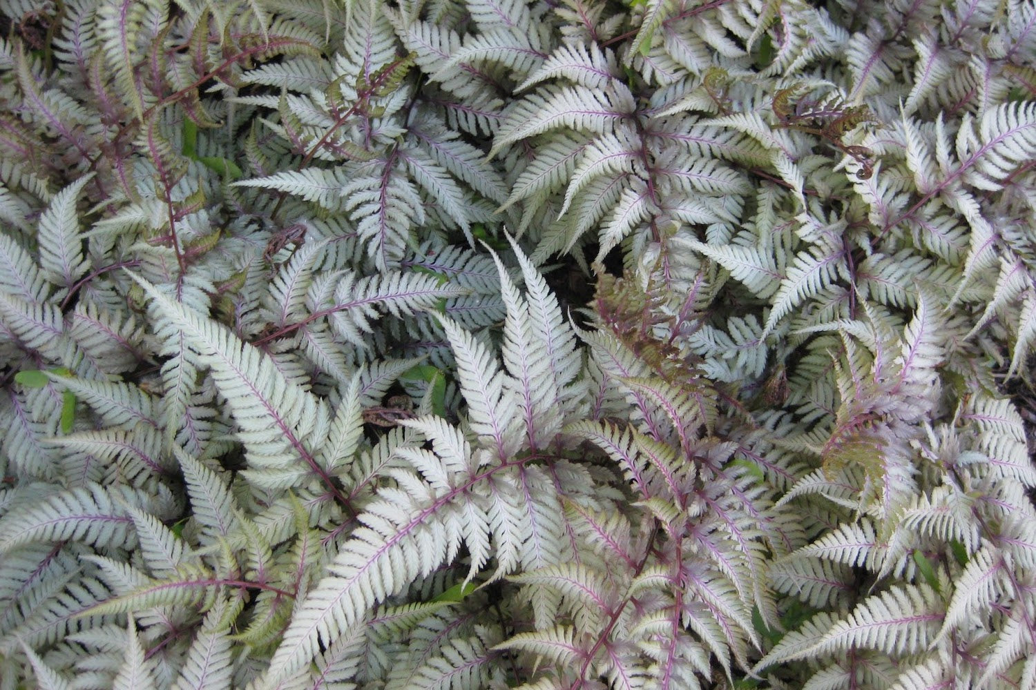 Athyrium niponicum var. pictum 'Silver Falls' Ballyrobert Gardens