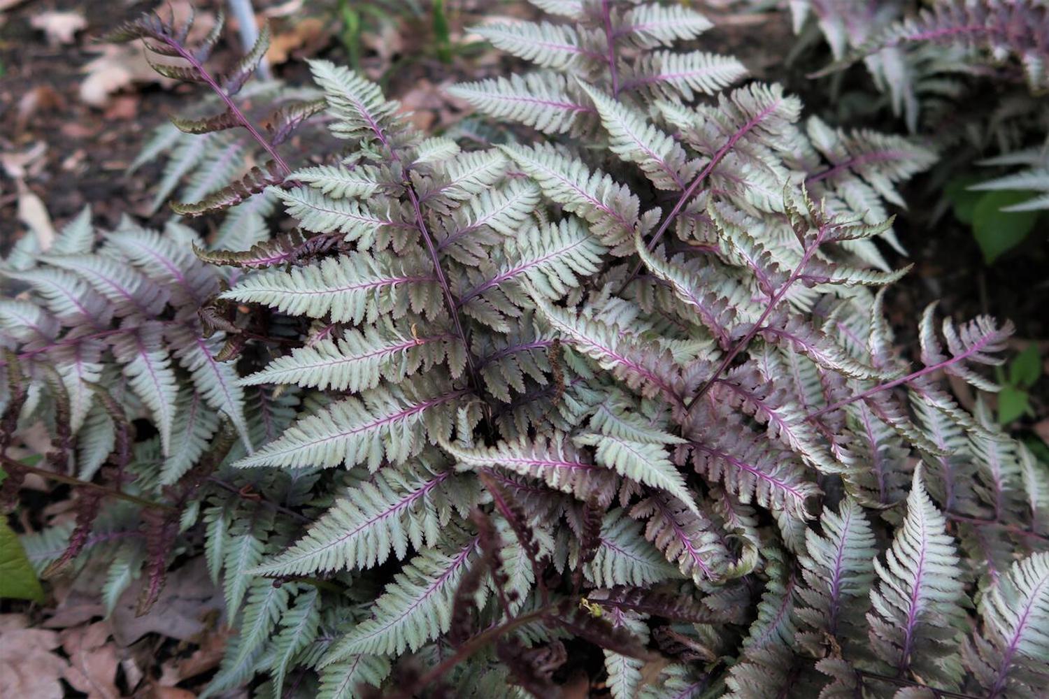 Athyrium niponicum var. pictum 'Silver Falls' Ballyrobert Gardens