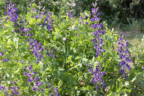 Baptisia australis