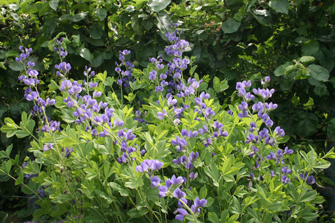 Baptisia australis 'Exaltata'