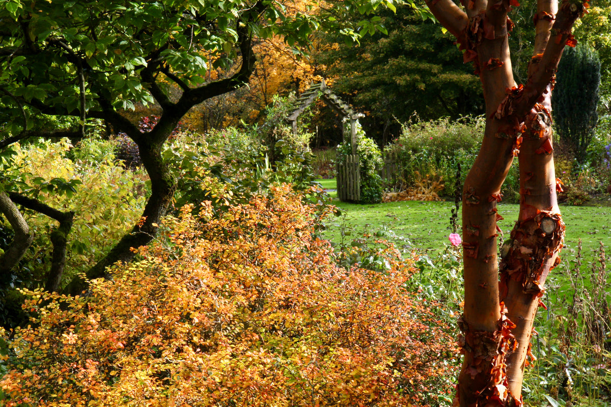 Plants beginning with B – Ballyrobert Gardens