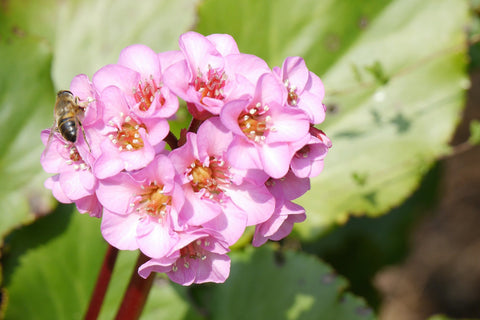 Bergenia 'Morgenröte'