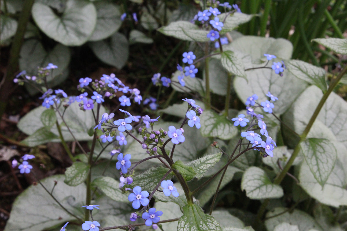 Brunnera macrophylla 'Looking Glass' – Ballyrobert Gardens