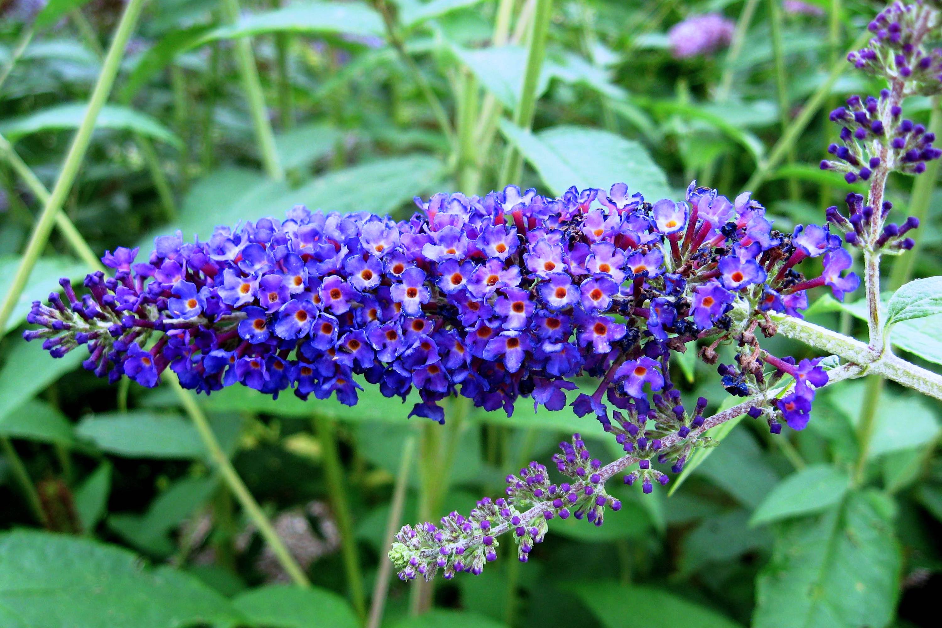 Buddleja davidii 'Empire Blue' – Ballyrobert Gardens