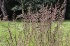 Calamagrostis x acutiflora 'Avalanche'