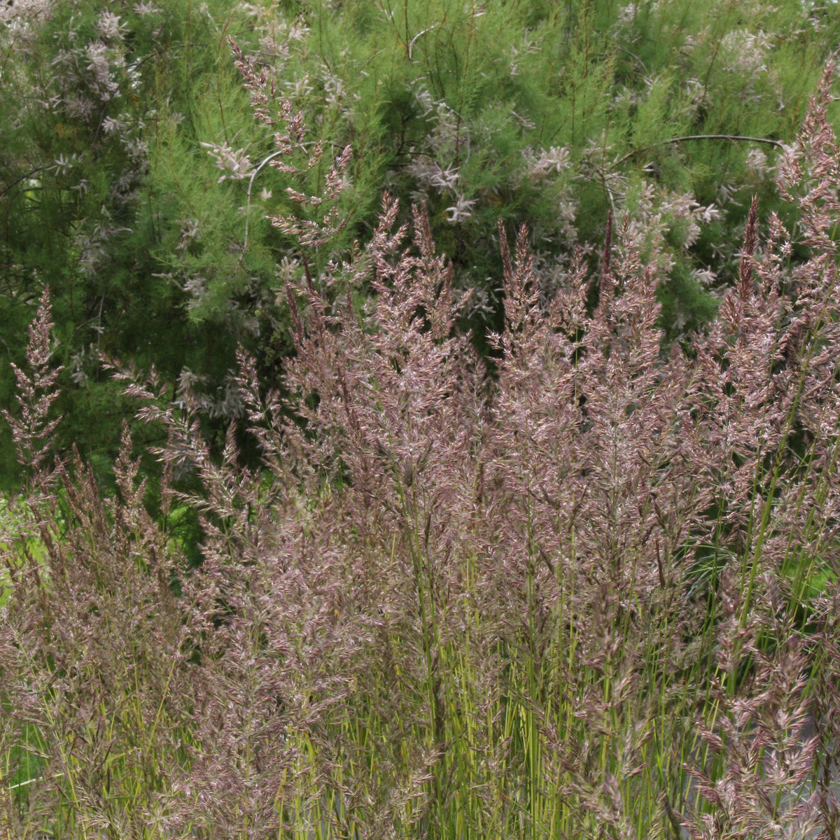 Calamagrostis x acutiflora 'Avalanche' – Ballyrobert Gardens