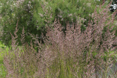Calamagrostis x acutiflora 'Avalanche'