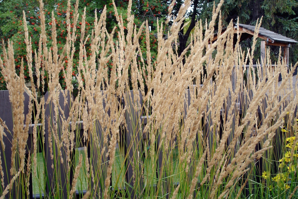 Calamagrostis x acutiflora 'Karl Foerster' Ballyrobert Gardens
