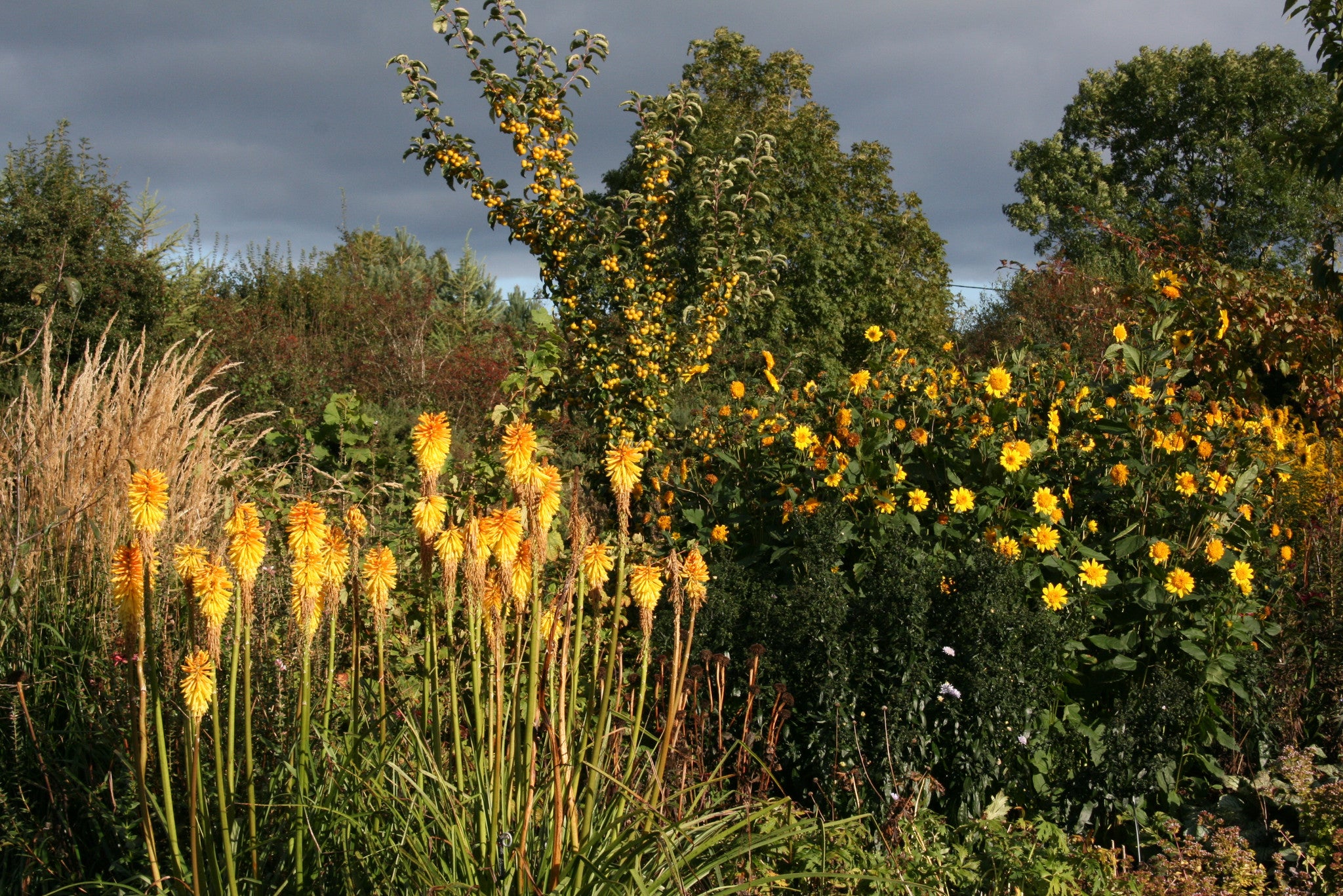 Calamagrostis x acutiflora 'Karl Foerster' Ballyrobert Gardens