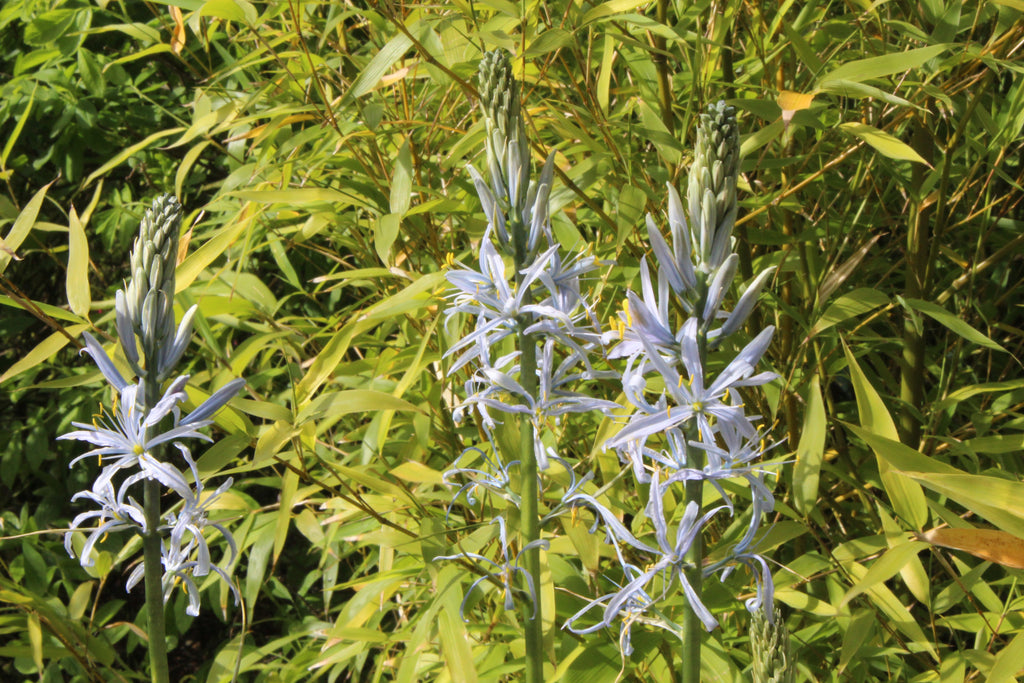 Camassia leichtlinii subsp. suksdorfii Ballyrobert Gardens