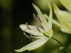 Camassia leichtlinii subsp. suksdorfii 'Alba'