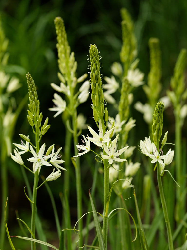Camassia leichtlinii subsp. suksdorfii 'Alba' Ballyrobert Gardens