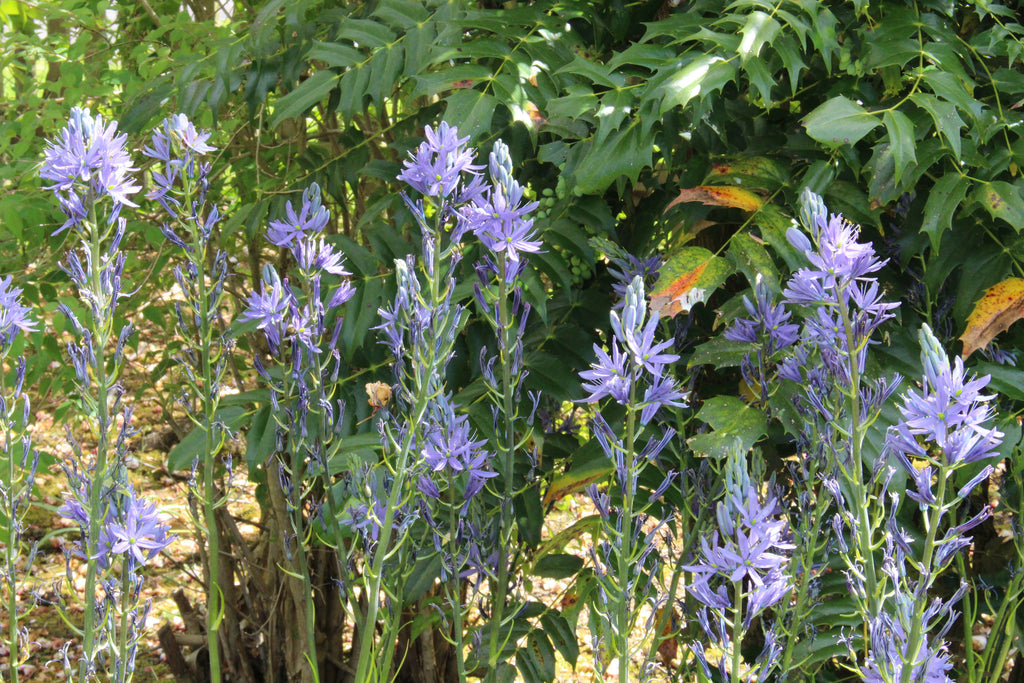 Camassia leichtlinii subsp. suksdorfii Caerulea Group Ballyrobert Gardens