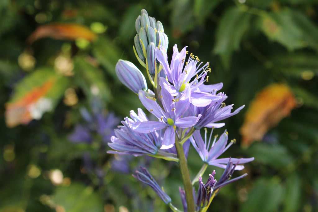 Camassia leichtlinii subsp. suksdorfii Caerulea Group Ballyrobert Gardens