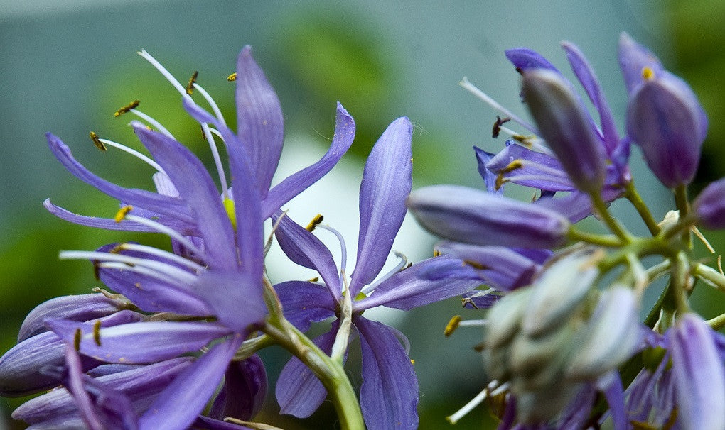 Camassia quamash 'Orion' Ballyrobert Gardens