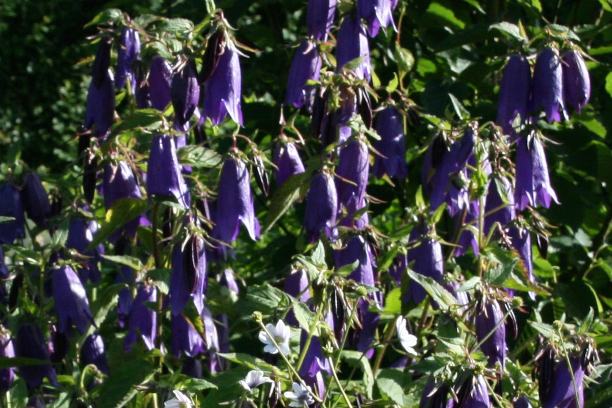 Campanula Sarastro Is A Clumpforming Perennial With Elegant Spires