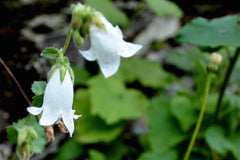 Campanula alliariifolia 'Ivory Bells'