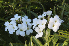 Cardamine heptaphylla 'Big White'