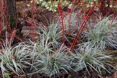 Carex oshimensis Everest = 'Fiwhite' (v)