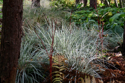 Carex oshimensis Everest = 'Fiwhite' (v)