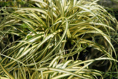 Carex oshimensis 'Evergold' (v)