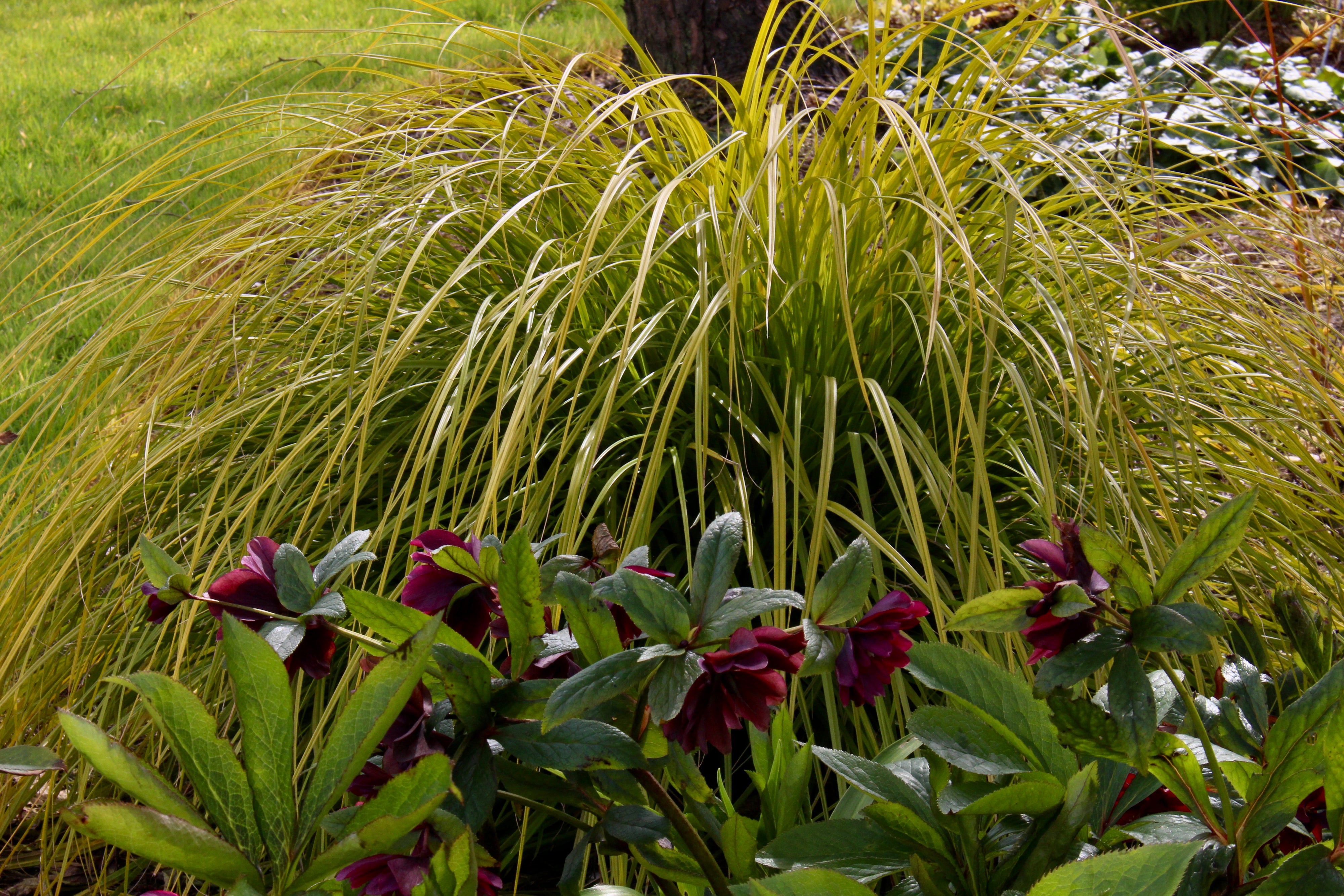 Carex oshimensis 'Everillo' – Ballyrobert Gardens