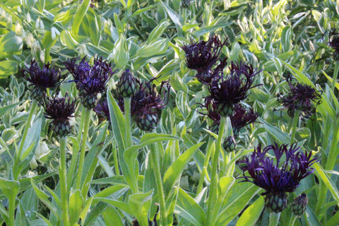 Centaurea 'Jordy'