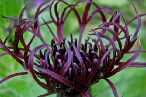 Centaurea montana 'Black Sprite' 