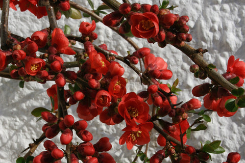 Chaenomeles x superba 'Knap Hill Scarlet'