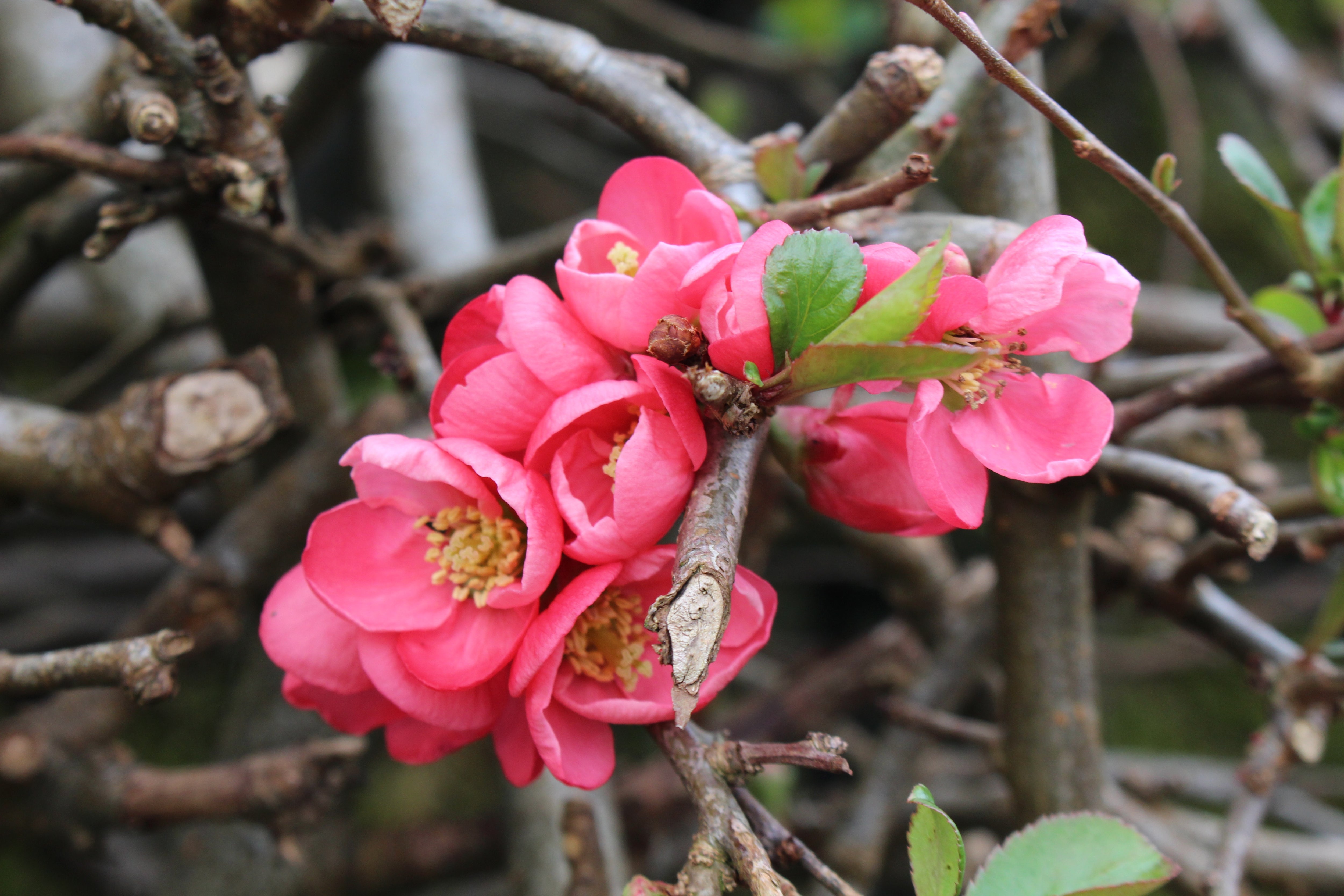 Chaenomeles x superba 'Pink Lady' Ballyrobert Gardens