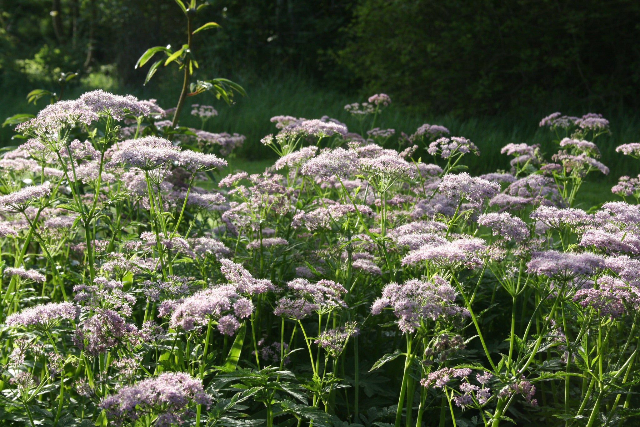 Chaerophyllum hirsutum 'Roseum' Ballyrobert Gardens