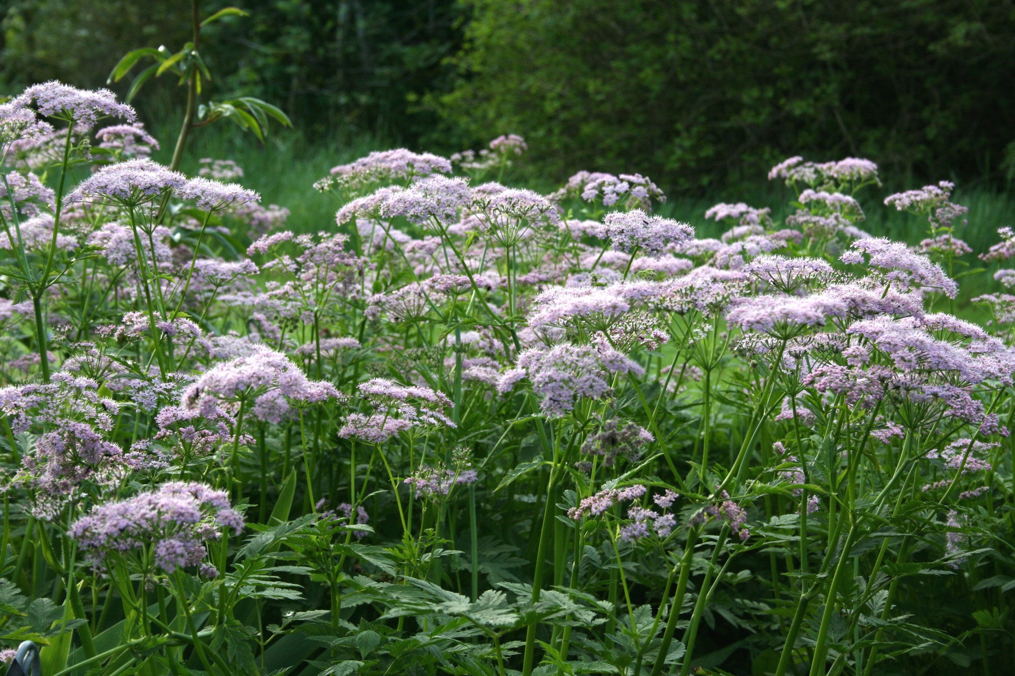 Chaerophyllum hirsutum 'Roseum' Ballyrobert Gardens