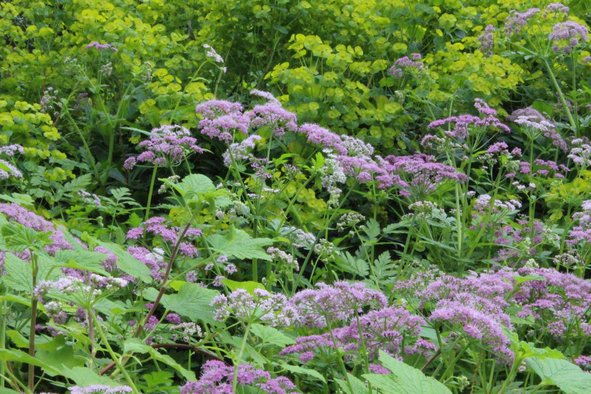 Chaerophyllum hirsutum 'Roseum' Ballyrobert Gardens
