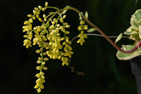 Chiastophyllum oppositifolium