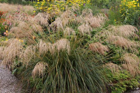 Chionochloa conspicua