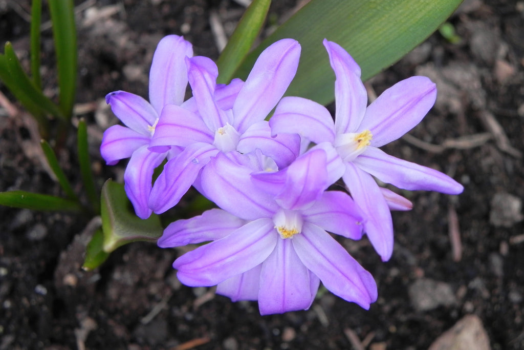 Chionodoxa forbesii 'Violet Beauty'