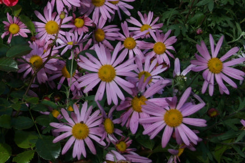 Chrysanthemum 'Clara Curtis' (21d)